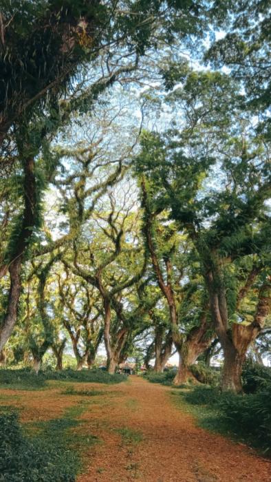 Hutan De Djawatan Banyuwangi : Oasis kedamaian di tengah rimbunnya pohon trembesi raksasa.